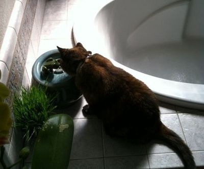 Cat with an Ebi drinking fountain